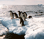 Photo: Antarctica